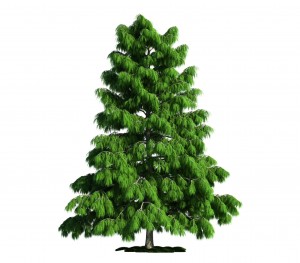 Cedrus-Atlantica-300x263-1